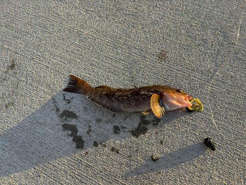 アイナメの釣果