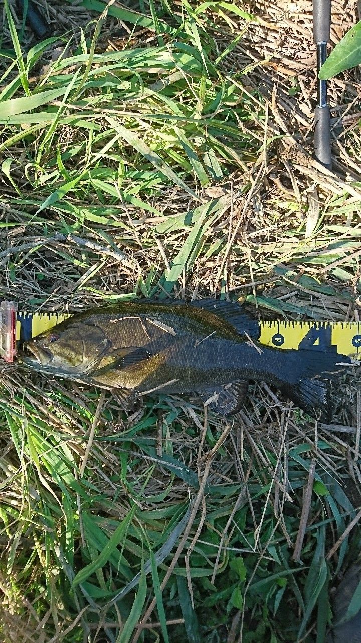 スモールマウスバス