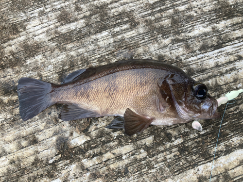 メバルの釣果