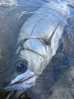 ヒラスズキの釣果