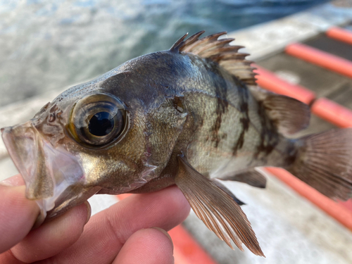 メバルの釣果