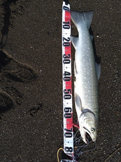 アメマスの釣果