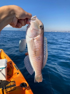 アマダイの釣果