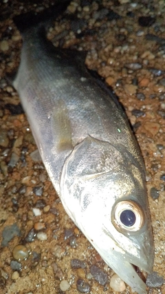 セイゴ（マルスズキ）の釣果