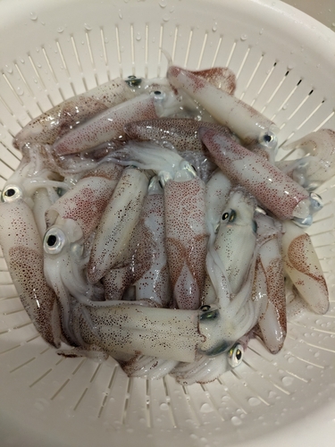 マメイカの釣果