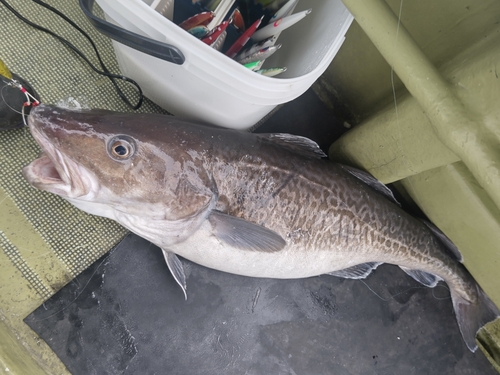 マダラの釣果