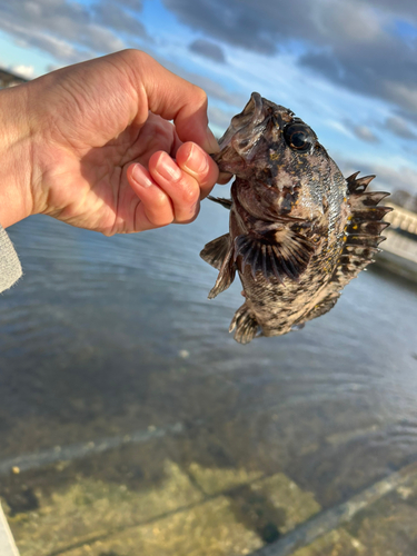 ムラソイの釣果