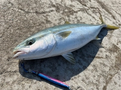 イナダの釣果