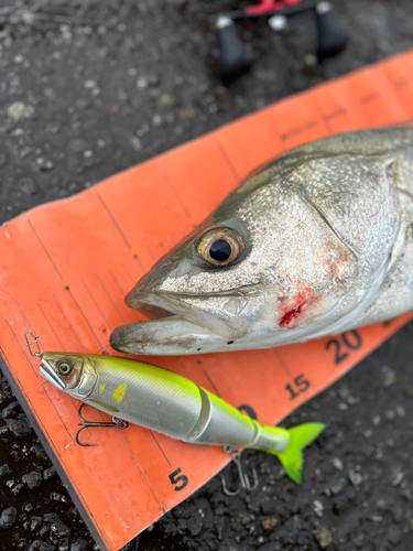 スズキの釣果