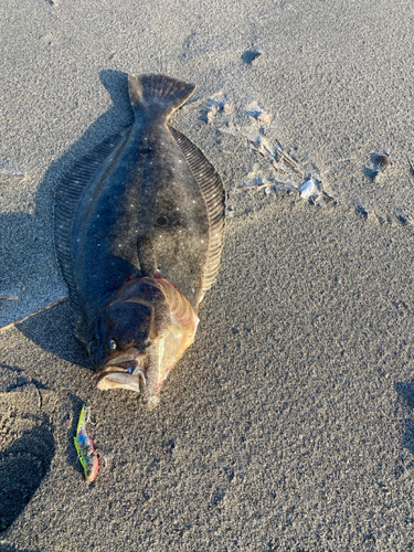 ヒラメの釣果