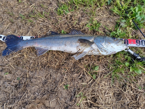 阿武隈川下流