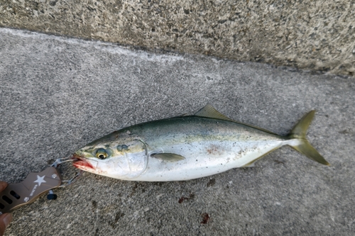 イナダの釣果