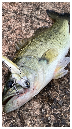 ブラックバスの釣果