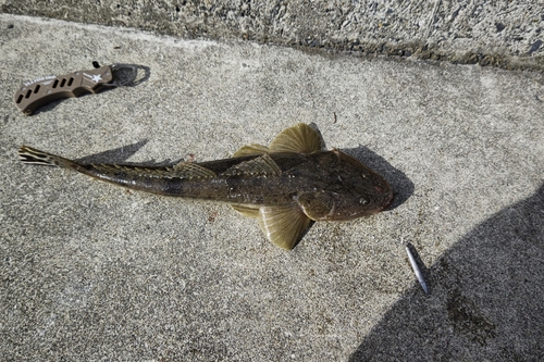 マゴチの釣果