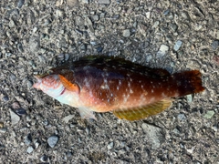 アカササノハベラの釣果