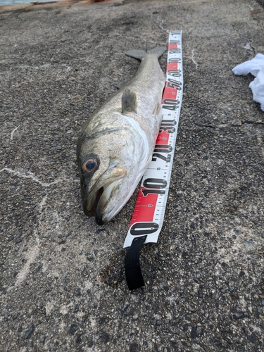 スズキの釣果