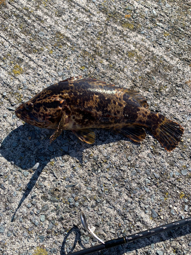 ベッコウゾイの釣果