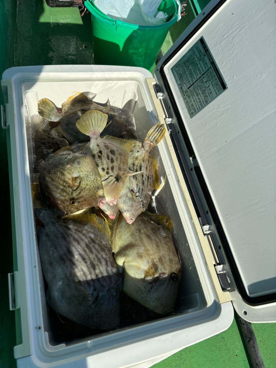 トモスケ[多摩川とたまに船釣り]さんの釣果 2枚目の画像