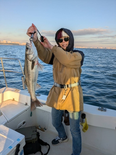 シーバスの釣果