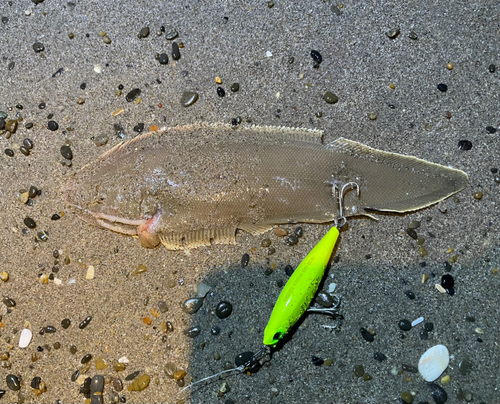 シタビラメの釣果