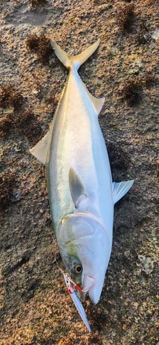 ハマチの釣果