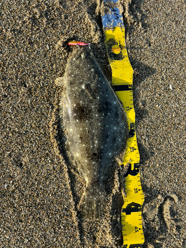 ヒラメの釣果