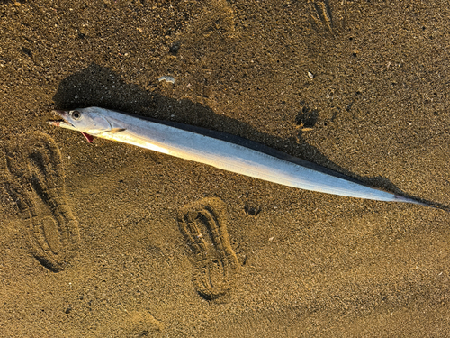 タチウオの釣果