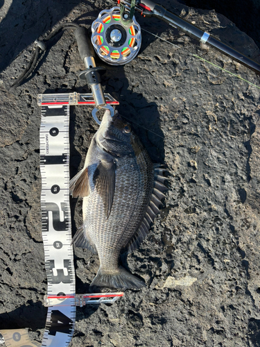 クロダイの釣果