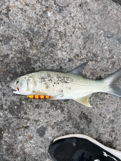 ツバメコノシロの釣果