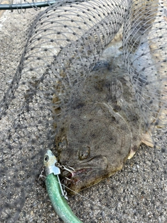 ヒラメの釣果