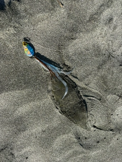 シタビラメの釣果