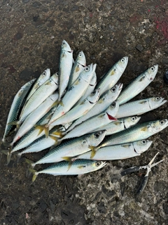 サバの釣果