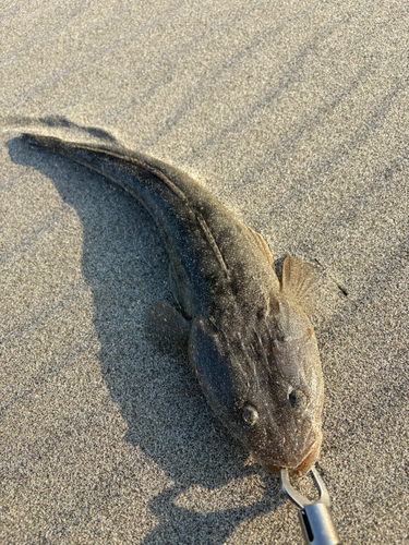 マゴチの釣果