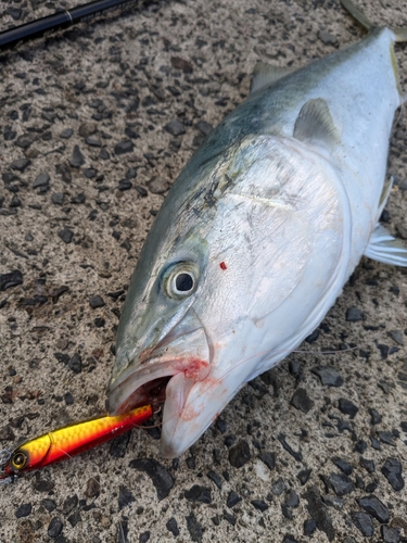 ブリの釣果