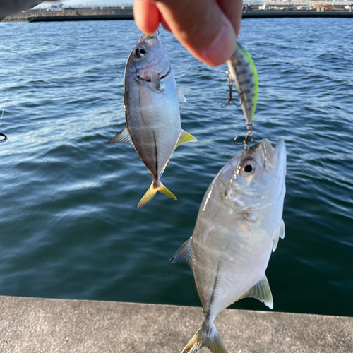 メッキの釣果