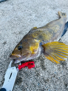 アブラコの釣果