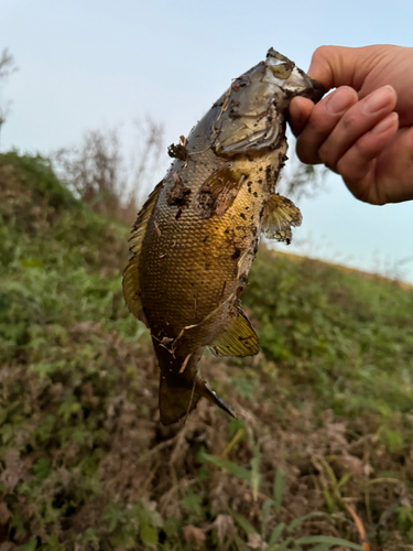 釣果