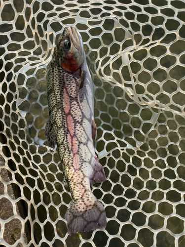 ニジマスの釣果