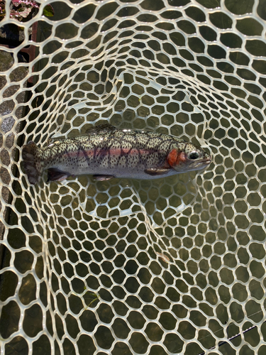 ニジマスの釣果