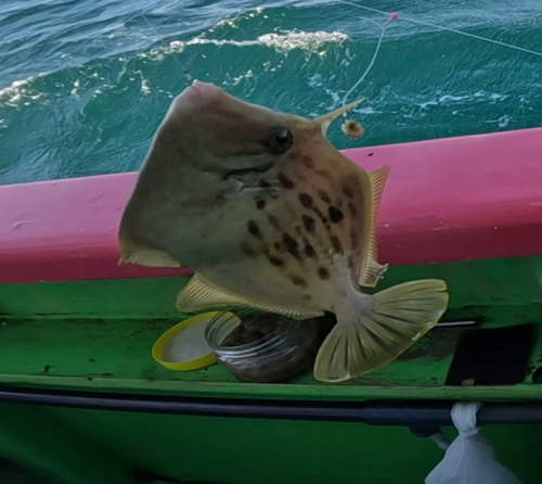 カワハギの釣果