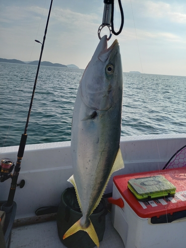 メジロの釣果