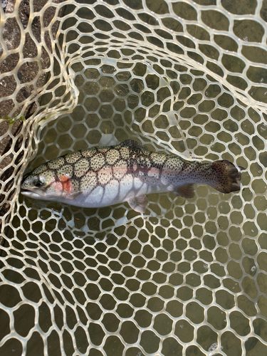 ニジマスの釣果