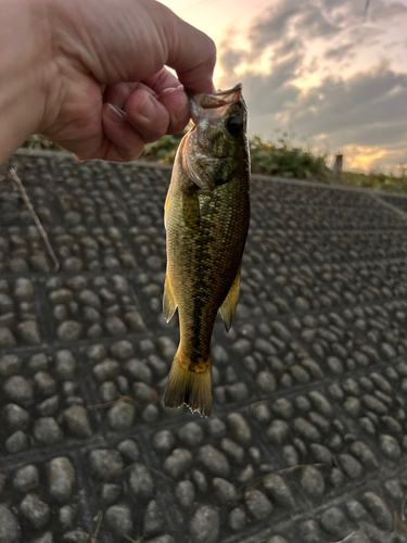 ラージマウスバスの釣果