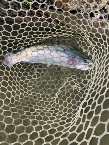 ニジマスの釣果