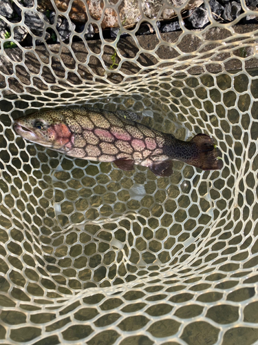 ニジマスの釣果