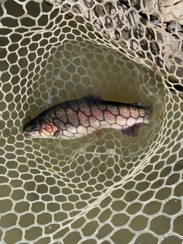 ニジマスの釣果