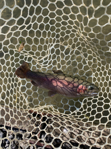 ニジマスの釣果