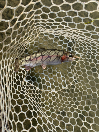 ニジマスの釣果