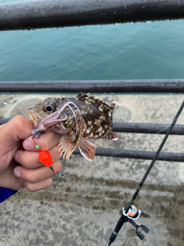 カサゴの釣果