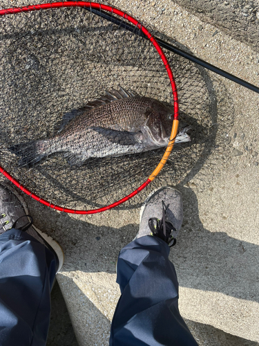 クロダイの釣果